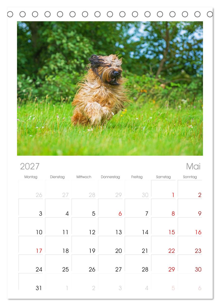 Herz auf vier Pfoten - Briard