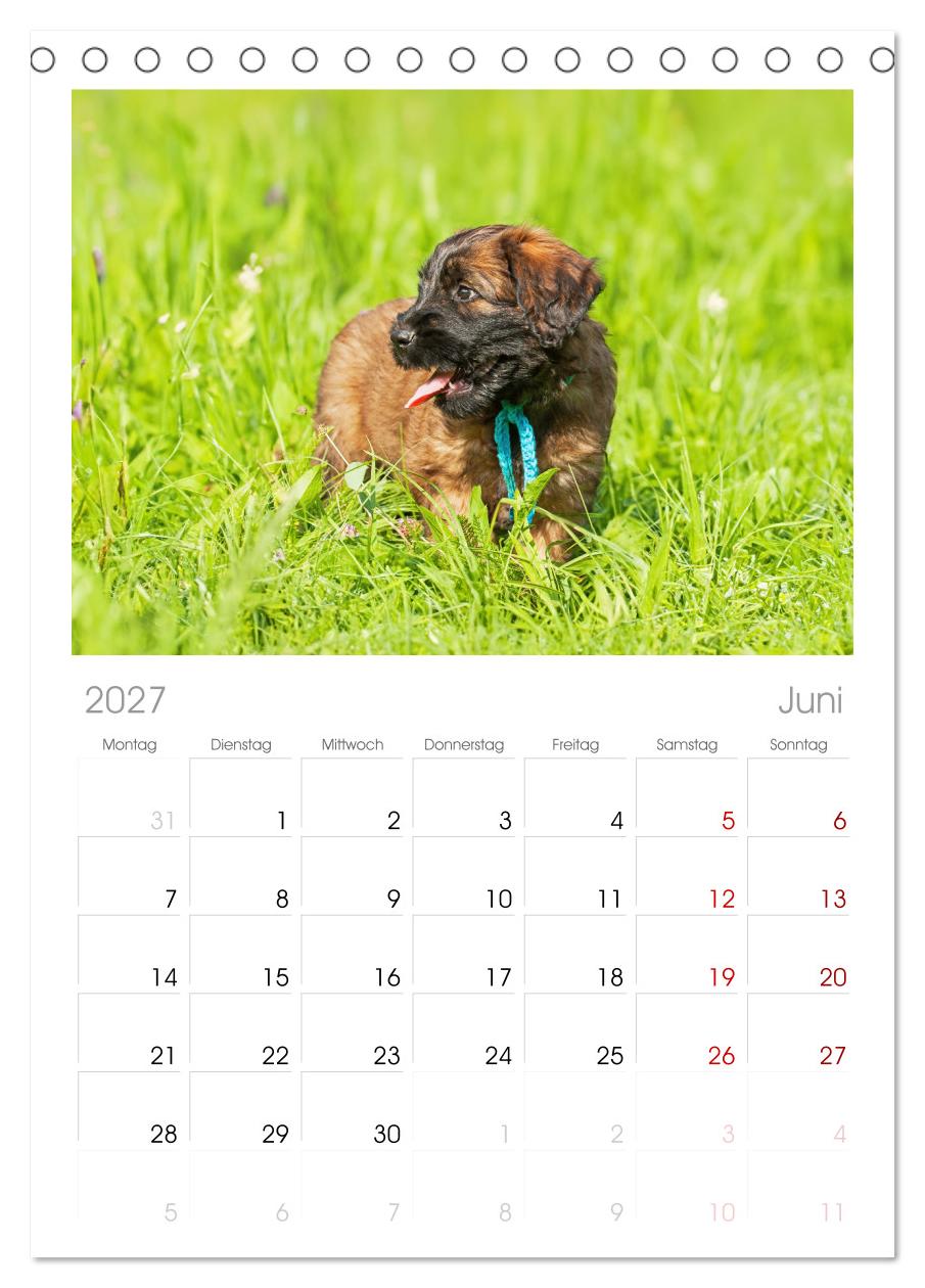 Herz auf vier Pfoten - Briard