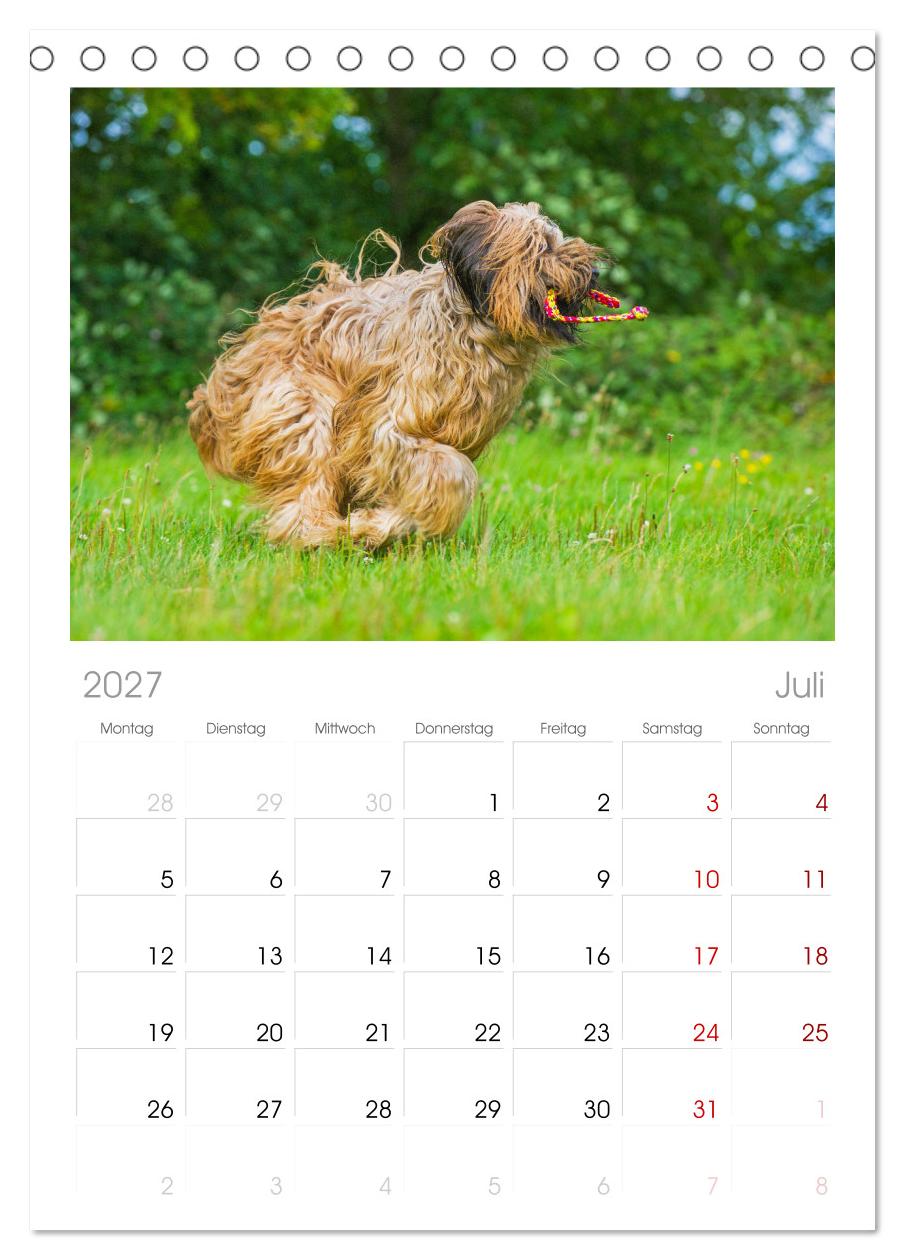 Herz auf vier Pfoten - Briard