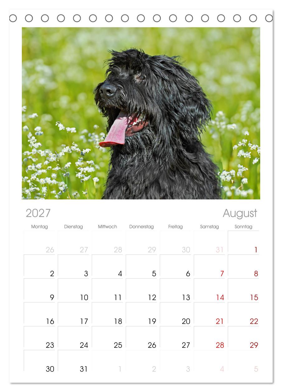 Herz auf vier Pfoten - Briard