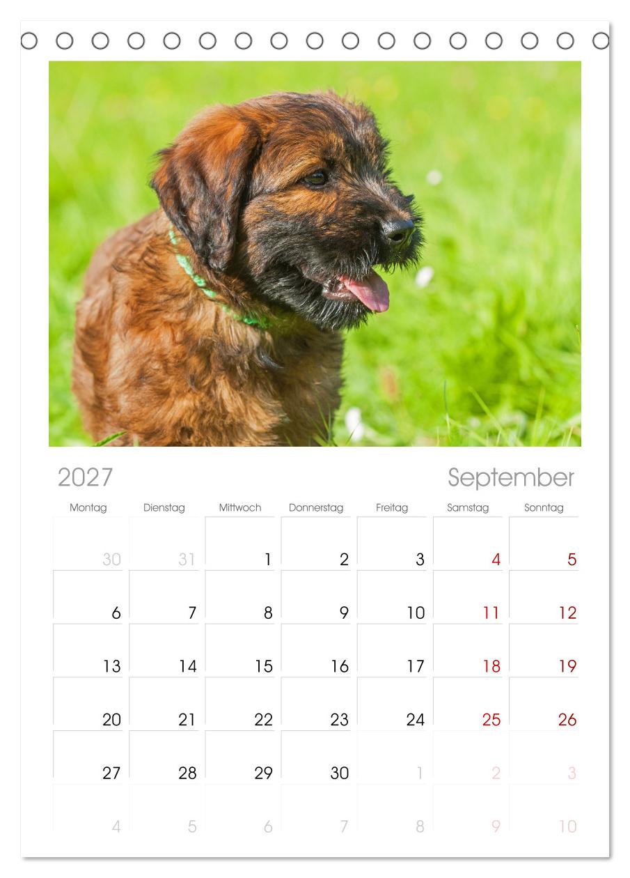 Herz auf vier Pfoten - Briard