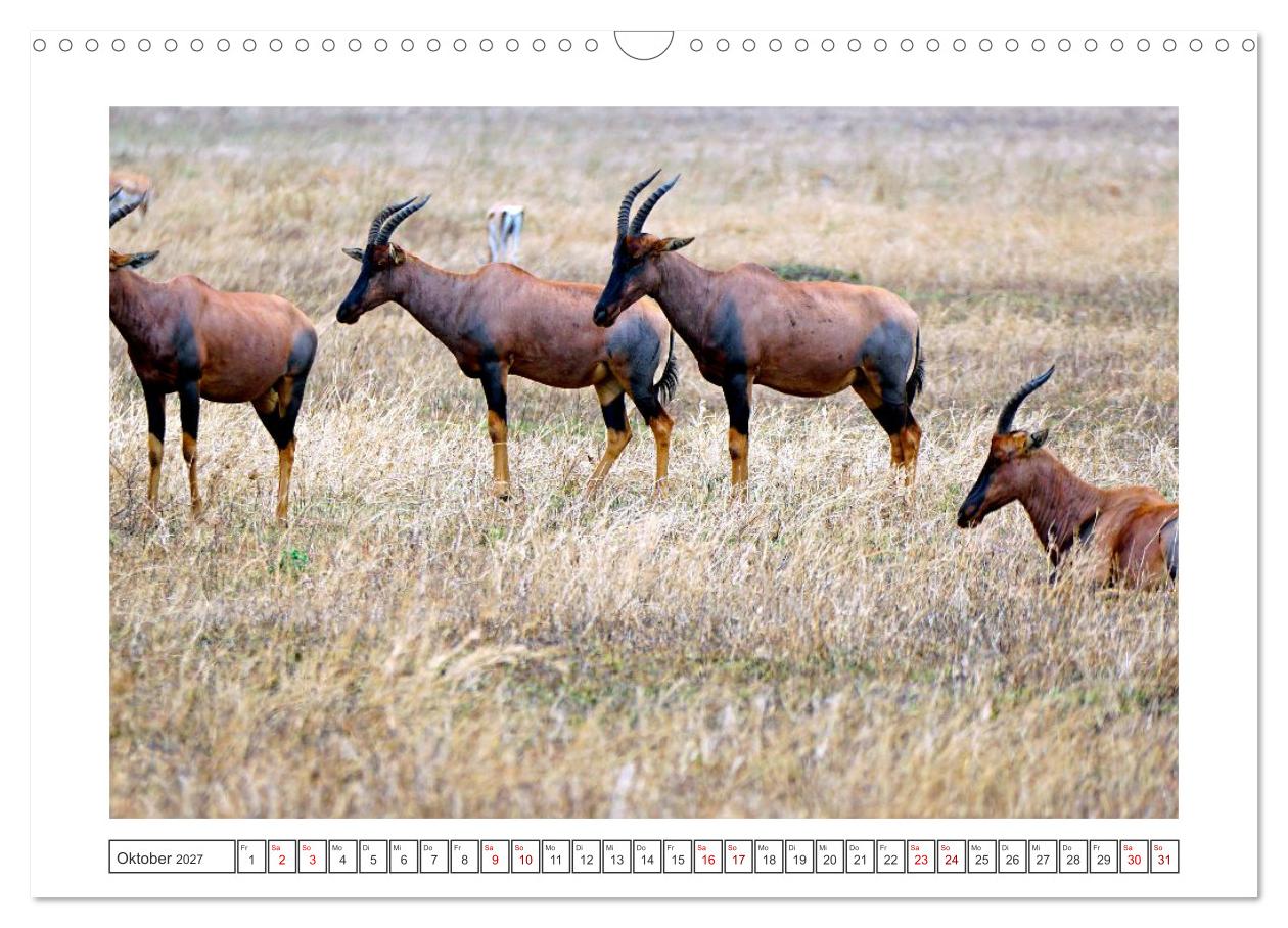 Traumziele weltweit – Safari in der Serengeti in Tansania