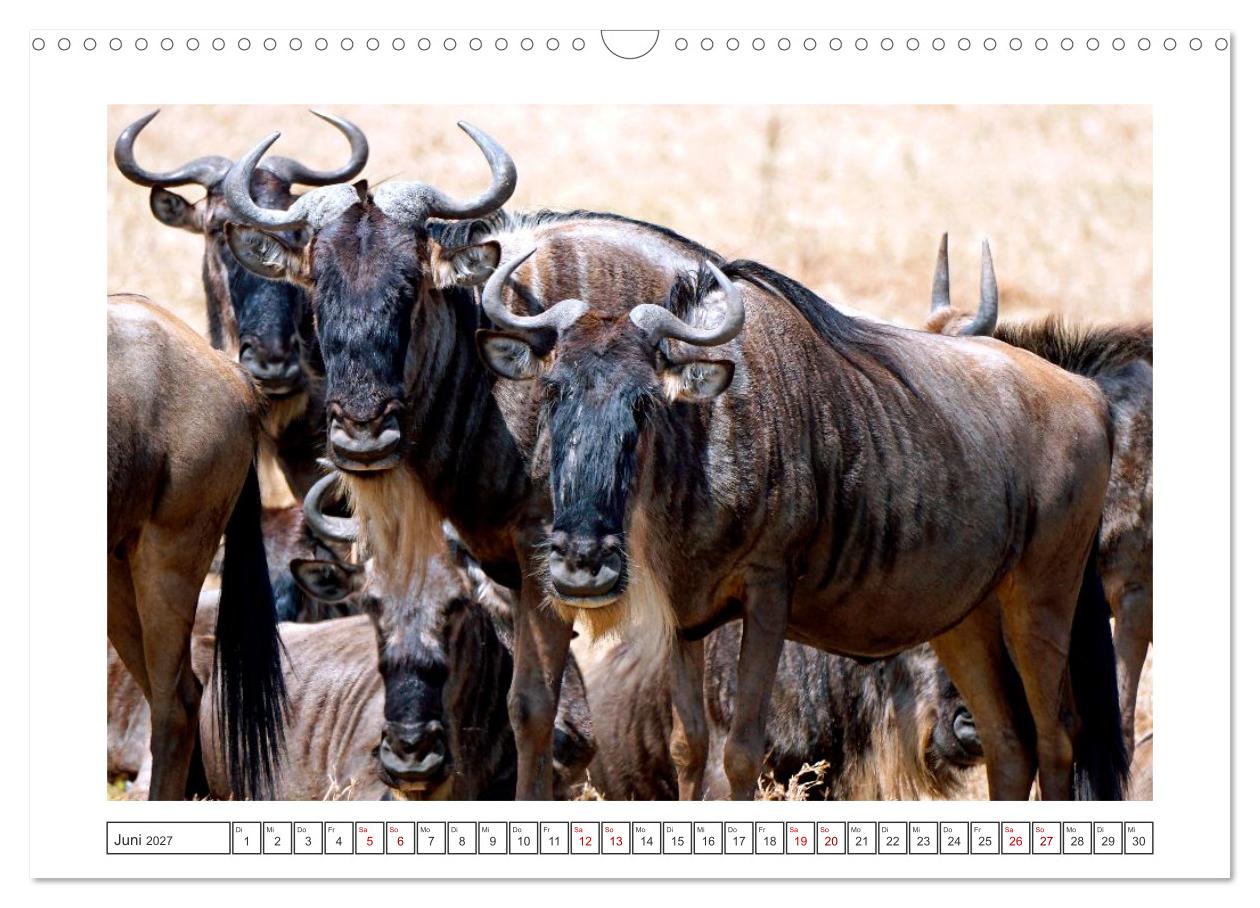 Traumziele weltweit – Safari in der Serengeti in Tansania