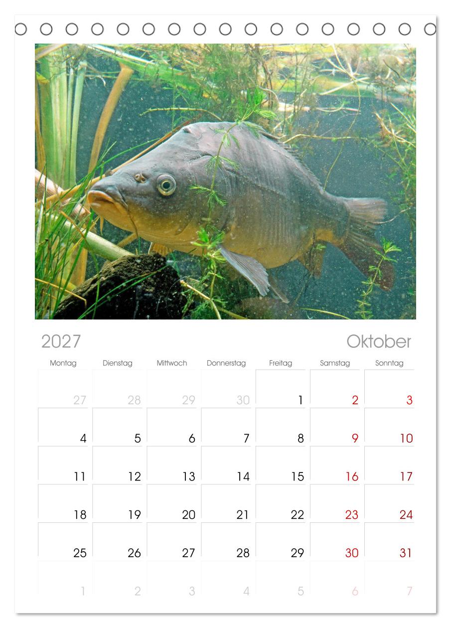 Forelle, Hecht und Stör: Fische in europäischen Gewässern