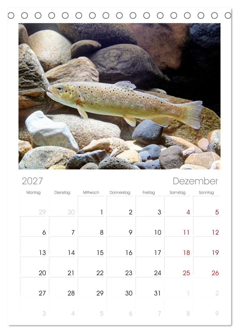 Forelle, Hecht und Stör: Fische in europäischen Gewässern