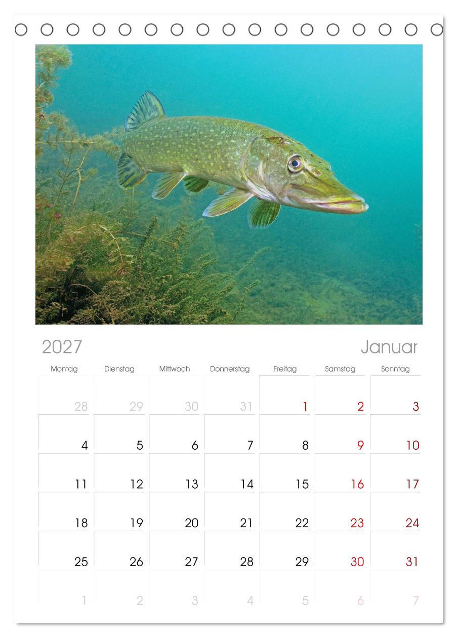Forelle, Hecht und Stör: Fische in europäischen Gewässern