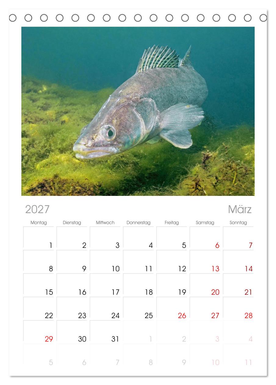 Forelle, Hecht und Stör: Fische in europäischen Gewässern