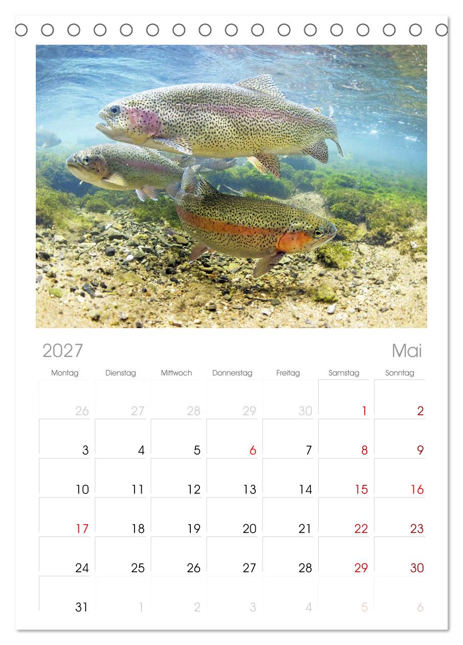 Forelle, Hecht und Stör: Fische in europäischen Gewässern