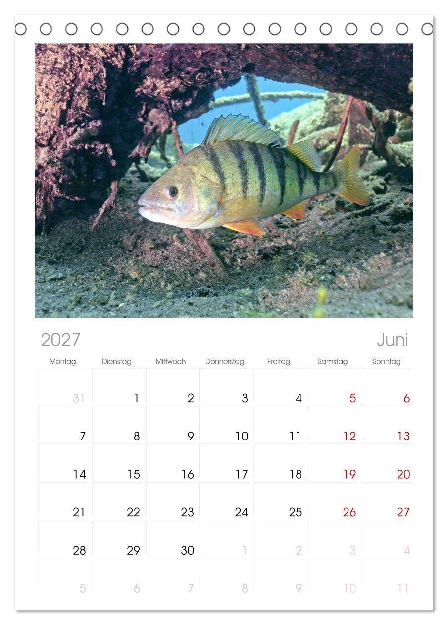 Forelle, Hecht und Stör: Fische in europäischen Gewässern