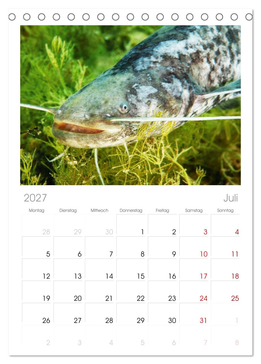 Forelle, Hecht und Stör: Fische in europäischen Gewässern