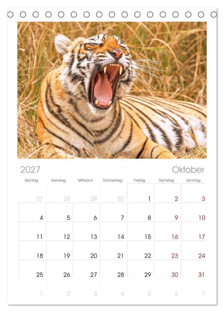Tiger: Gestreifte Jäger