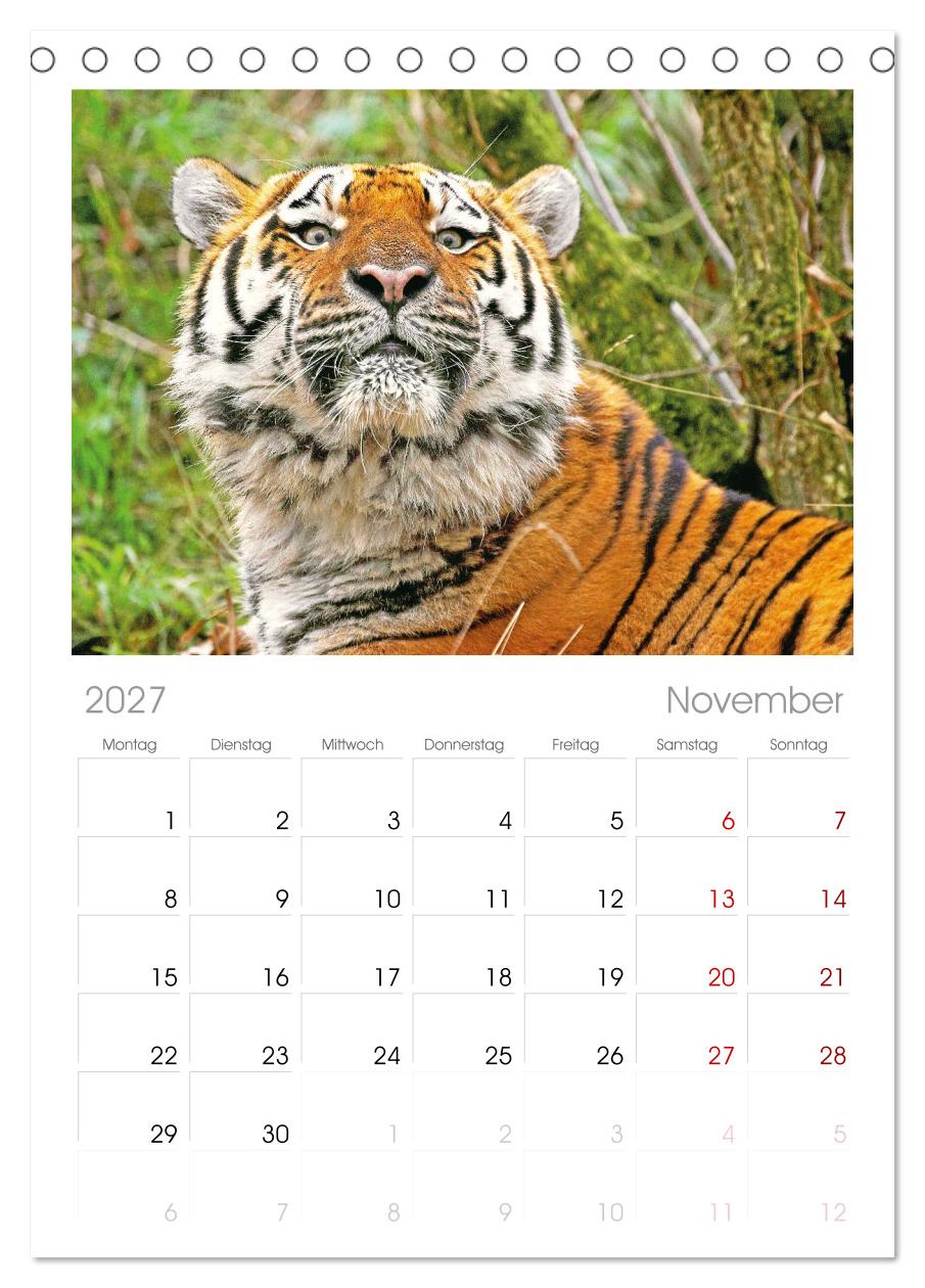 Tiger: Gestreifte Jäger