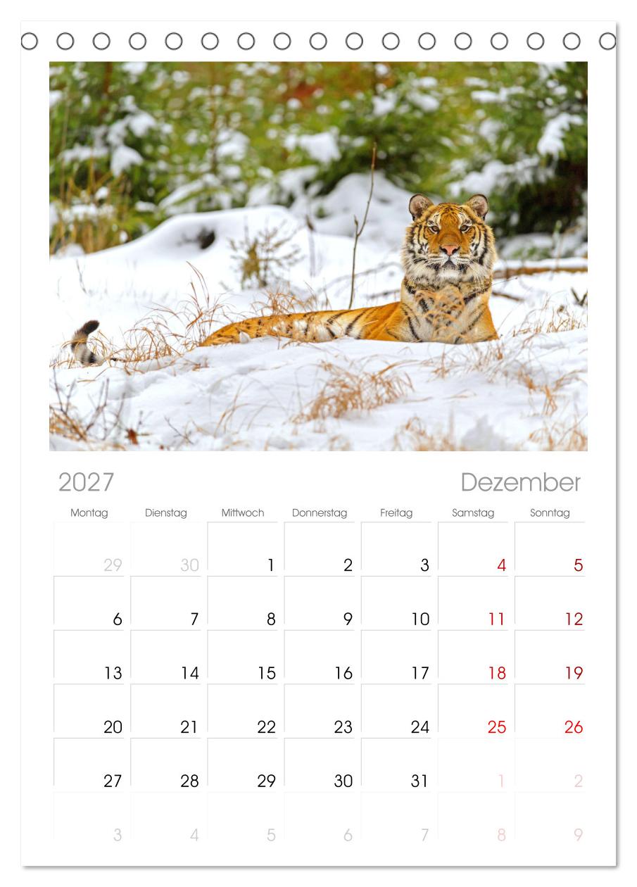 Tiger: Gestreifte Jäger