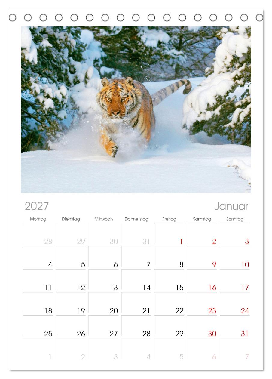 Tiger: Gestreifte Jäger