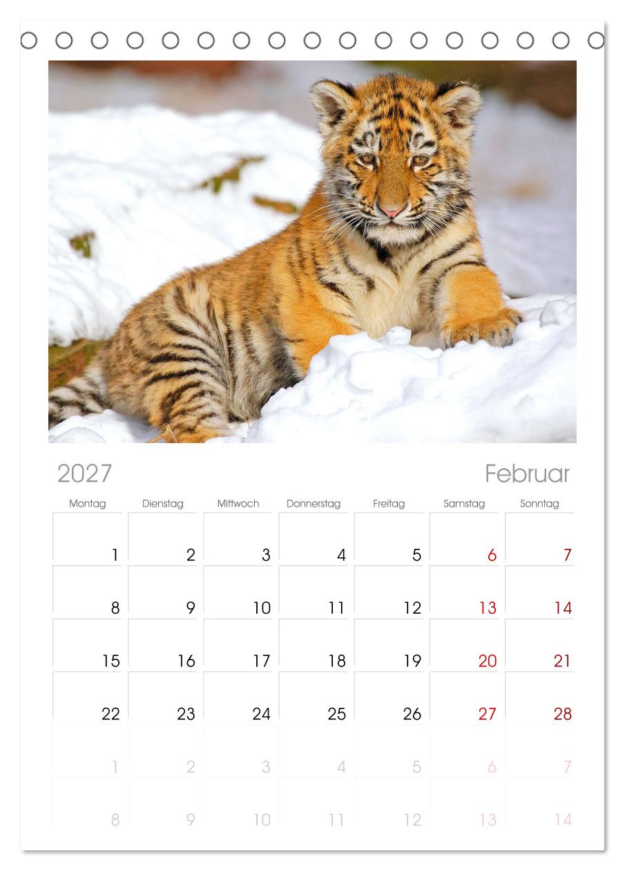 Tiger: Gestreifte Jäger