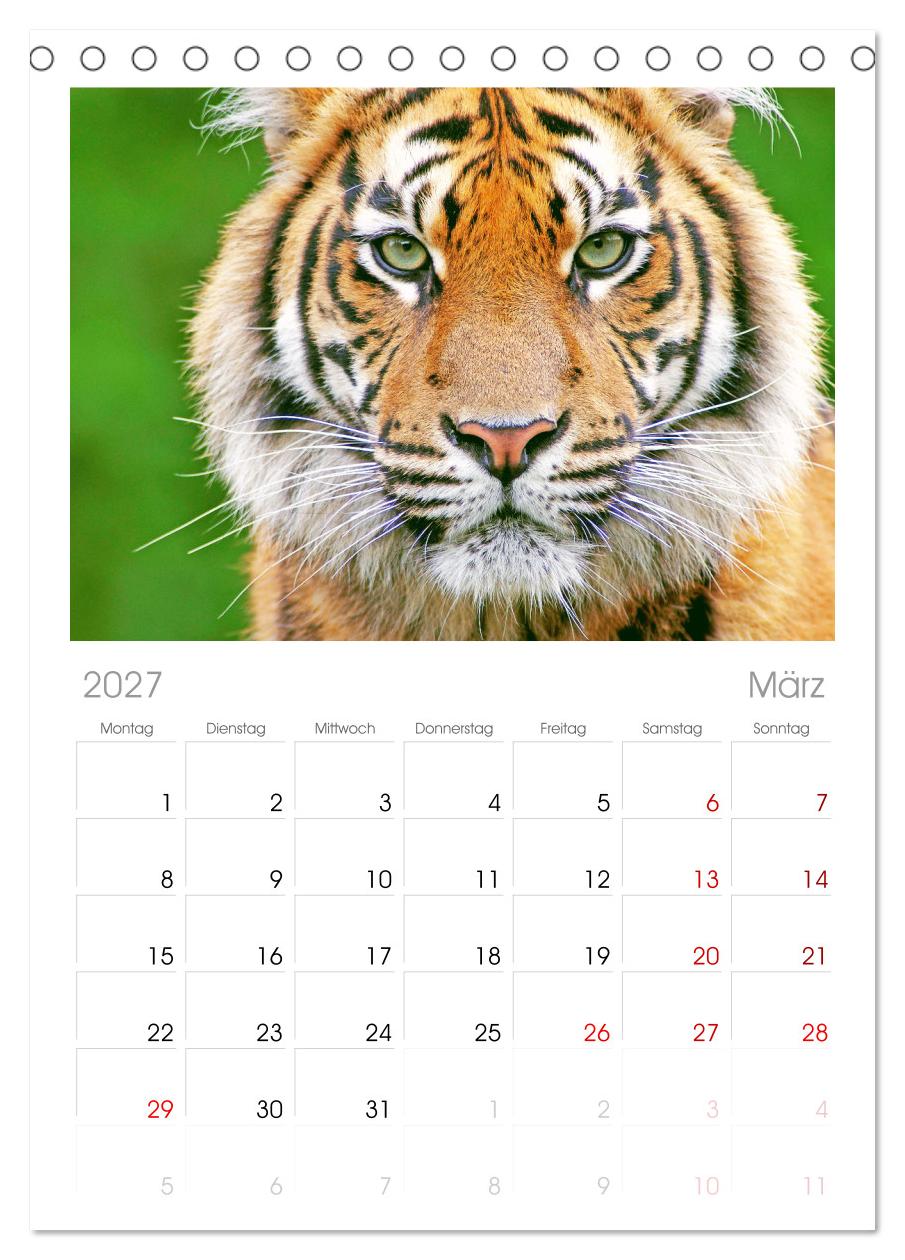 Tiger: Gestreifte Jäger