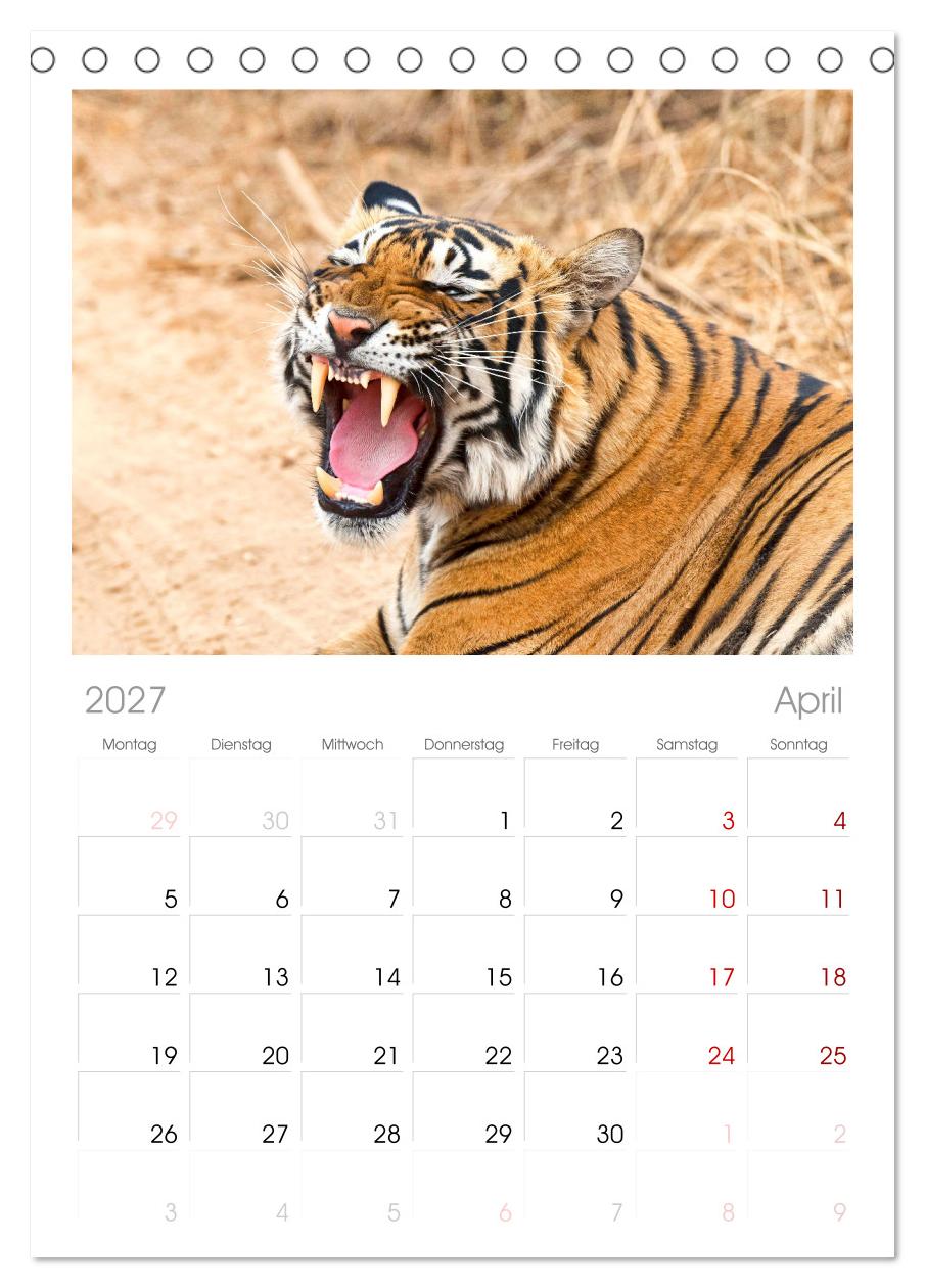 Tiger: Gestreifte Jäger