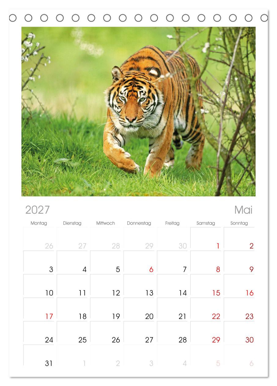 Tiger: Gestreifte Jäger