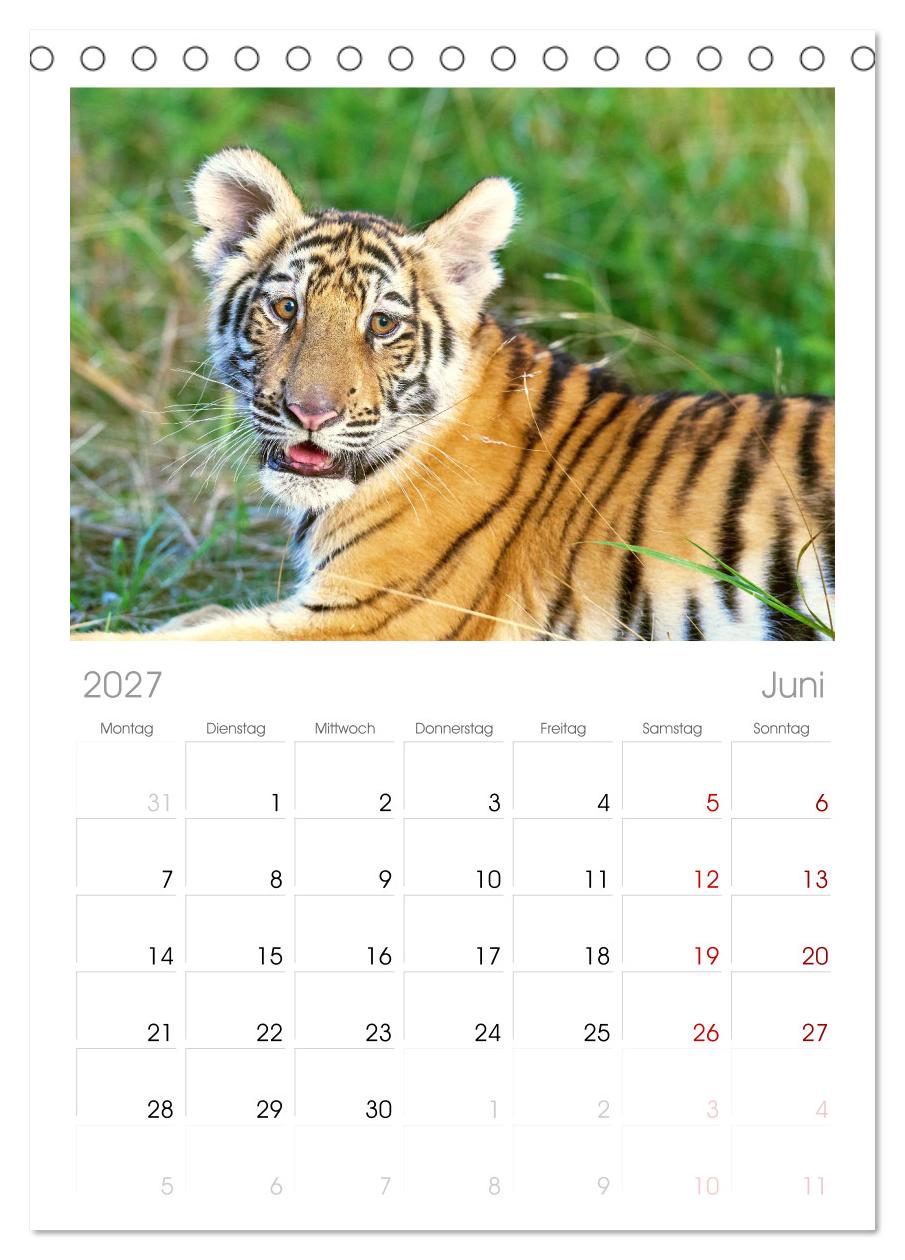 Tiger: Gestreifte Jäger