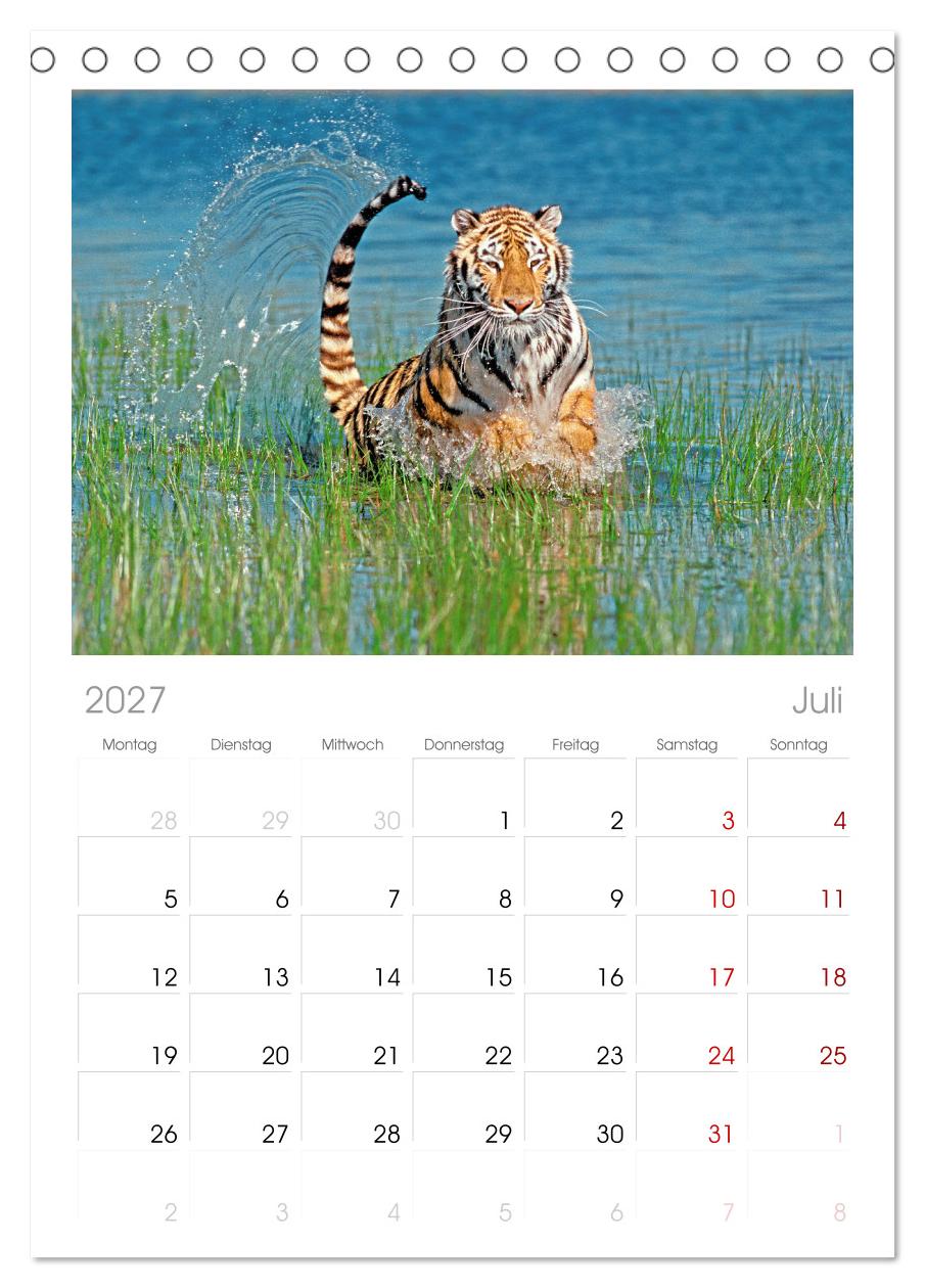 Tiger: Gestreifte Jäger