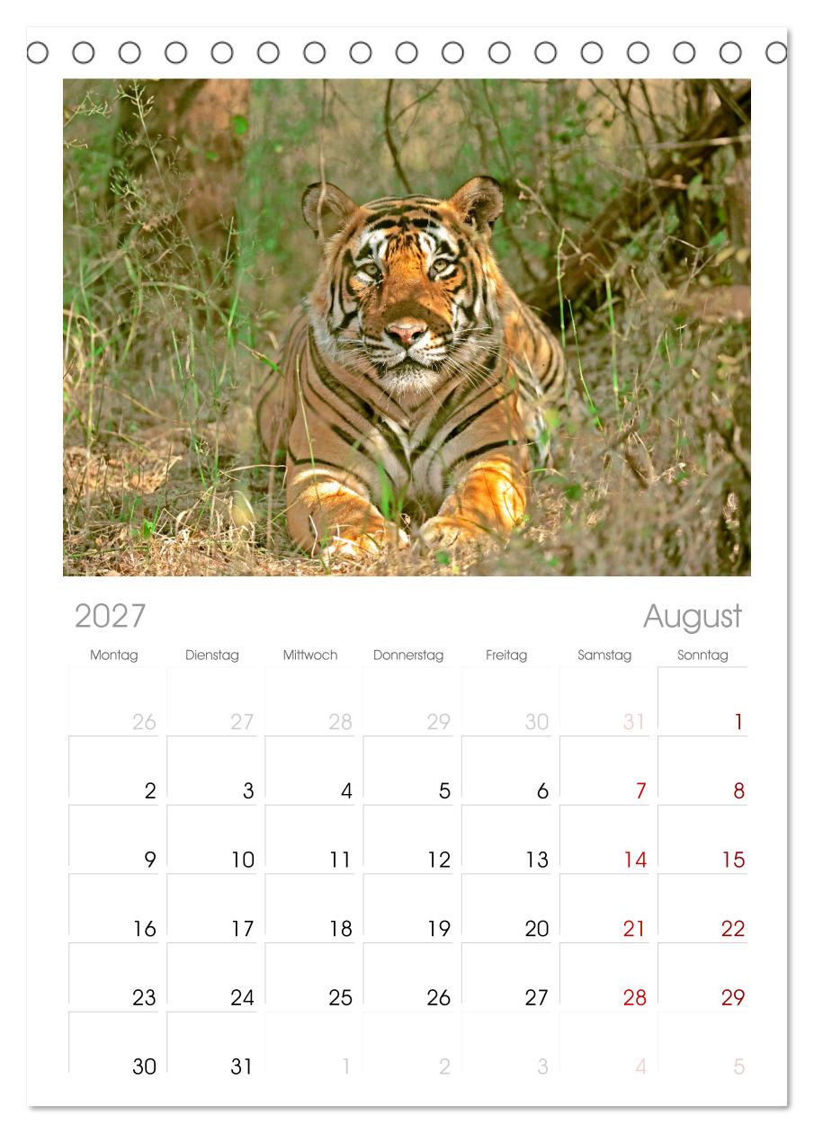 Tiger: Gestreifte Jäger