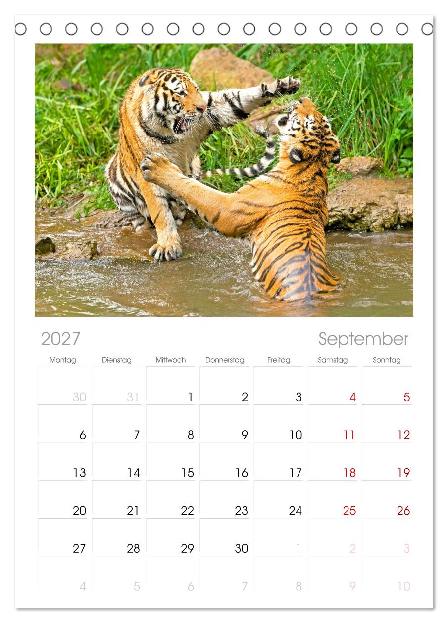 Tiger: Gestreifte Jäger