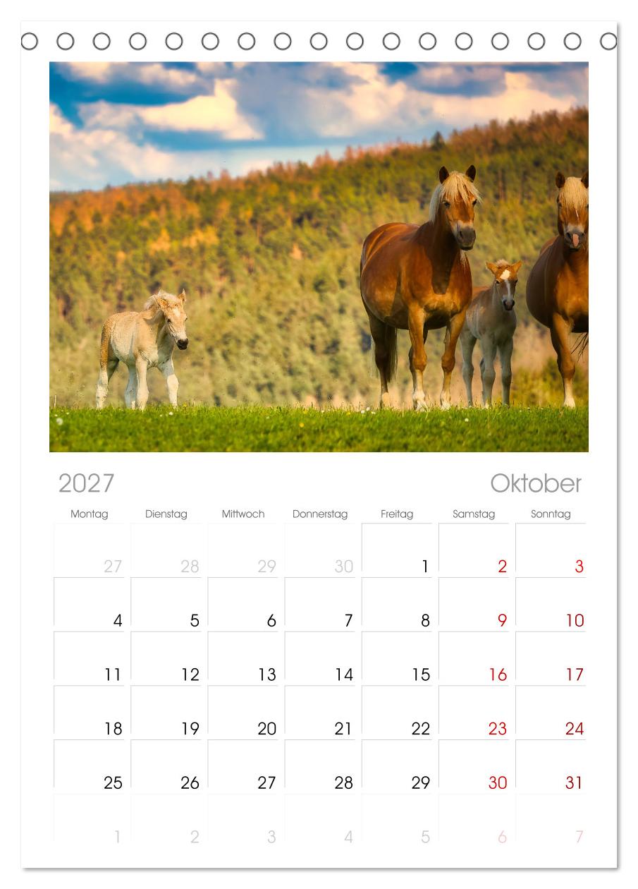 Haflinger im Thüringer Wald