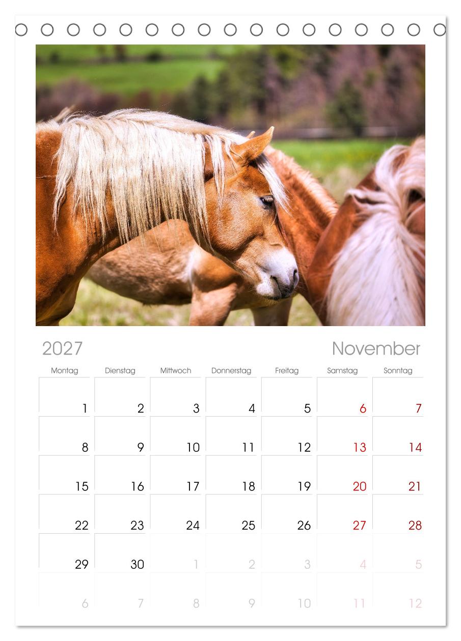 Haflinger im Thüringer Wald