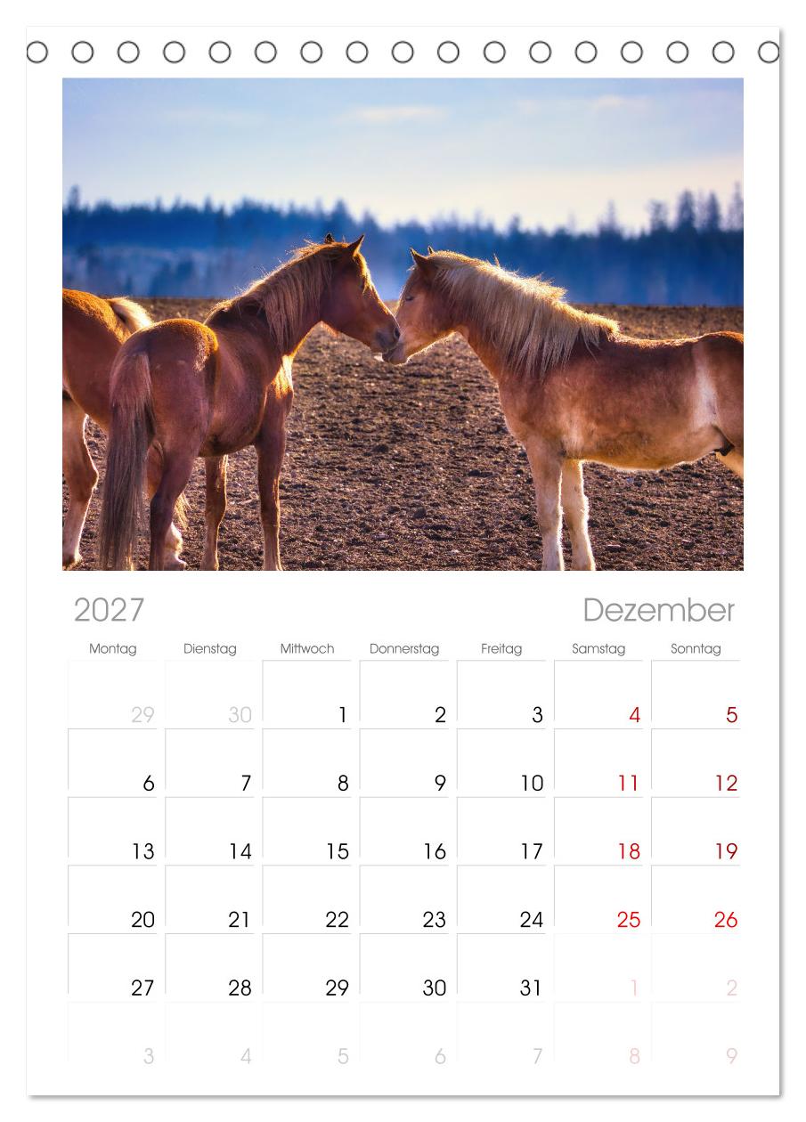 Haflinger im Thüringer Wald
