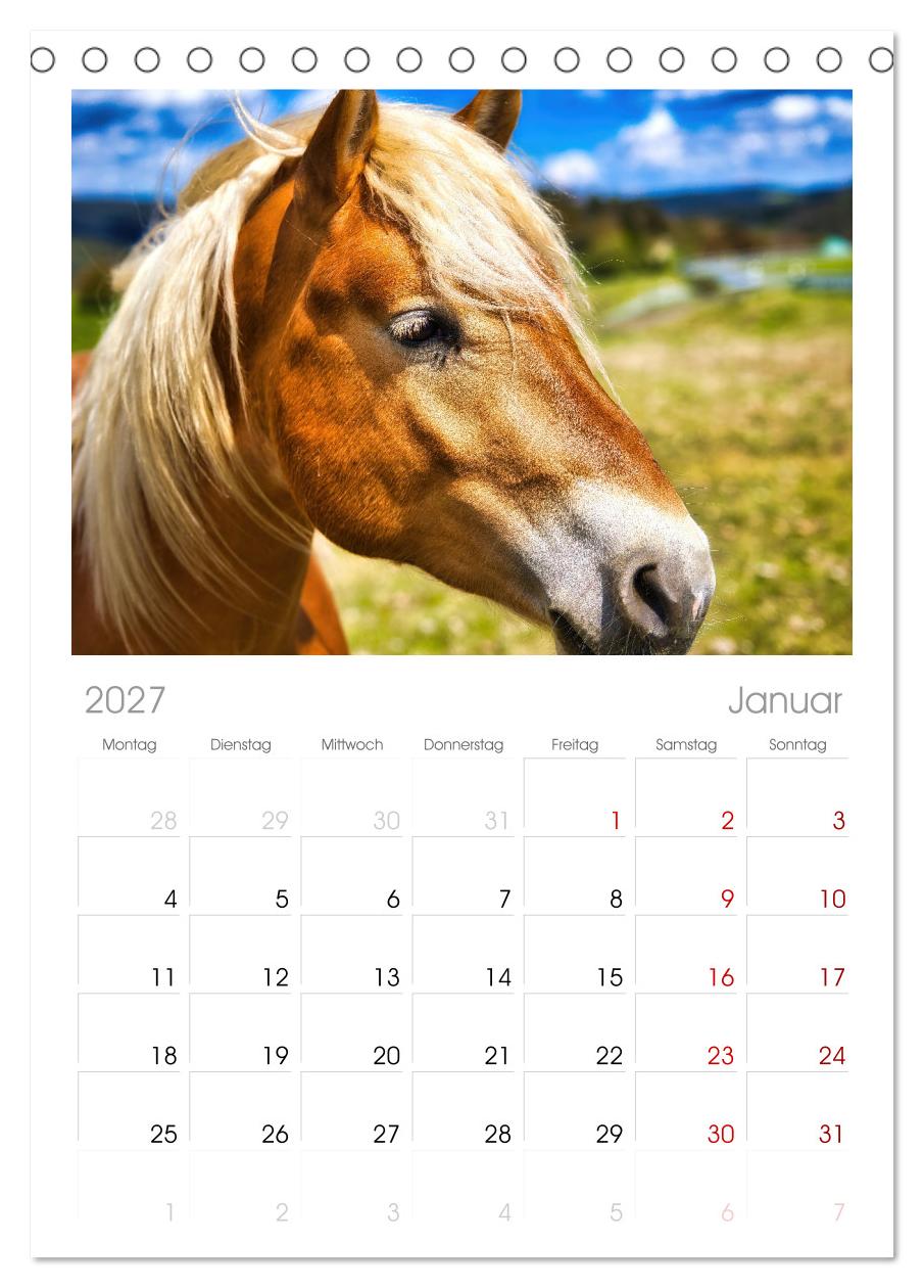 Haflinger im Thüringer Wald