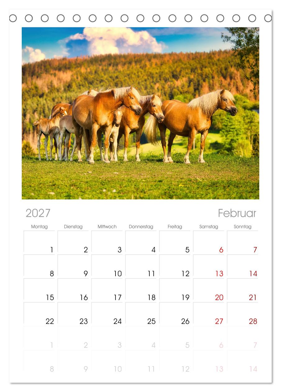 Haflinger im Thüringer Wald