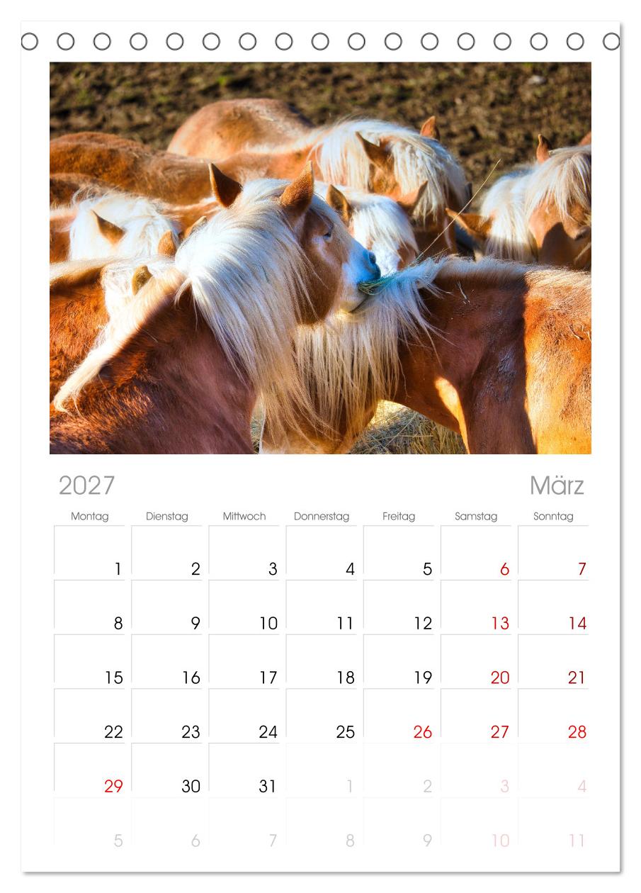 Haflinger im Thüringer Wald