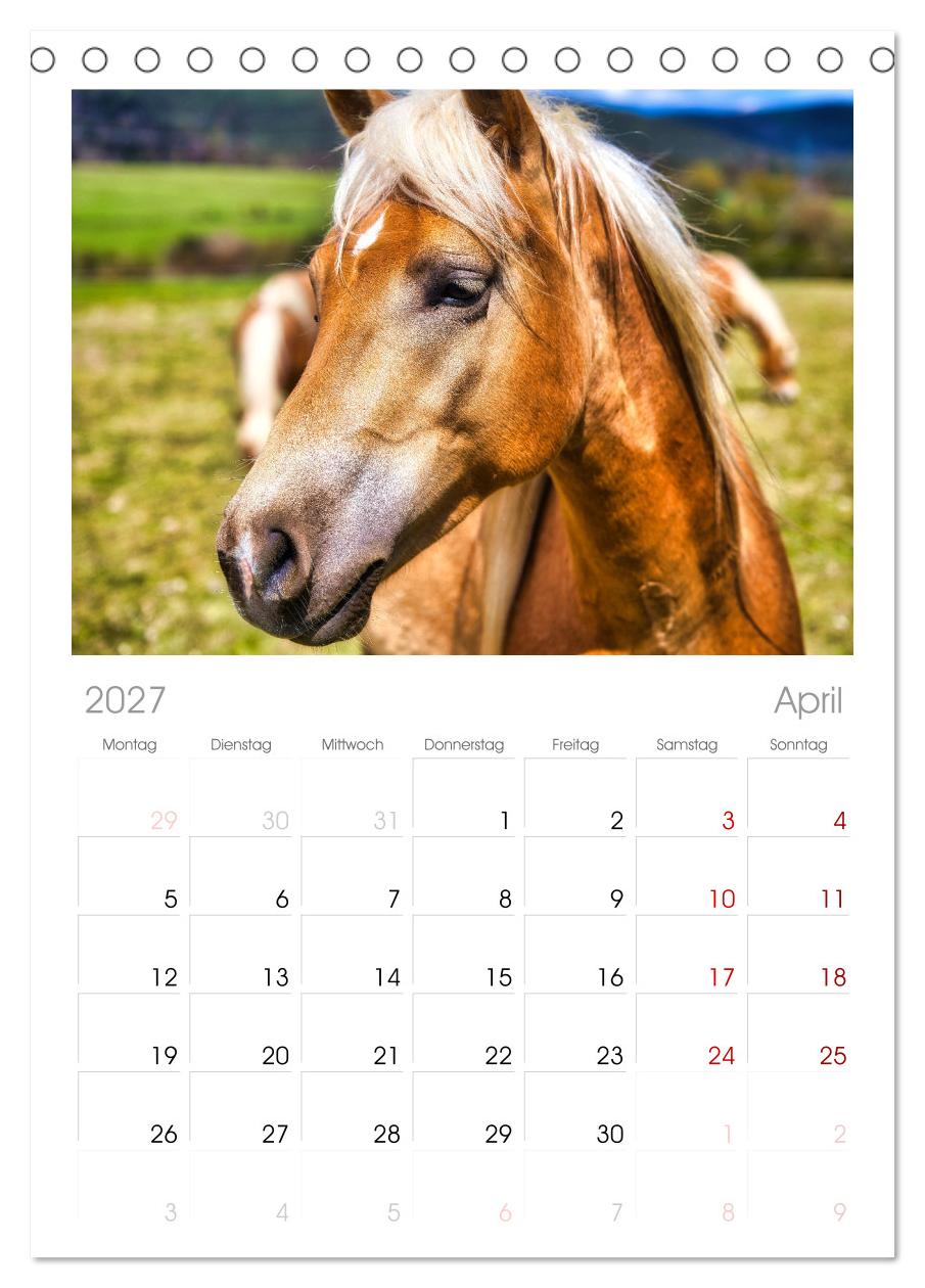 Haflinger im Thüringer Wald