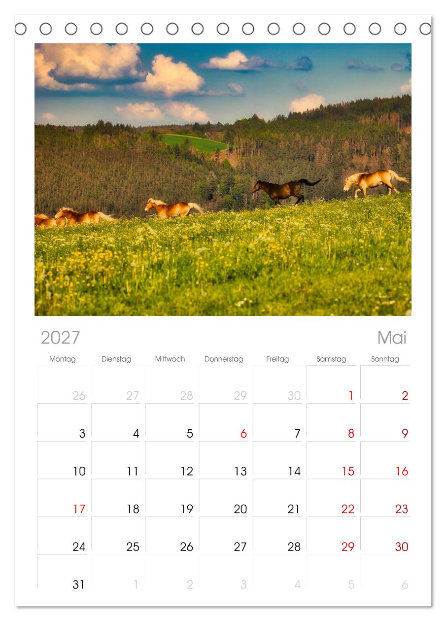 Haflinger im Thüringer Wald