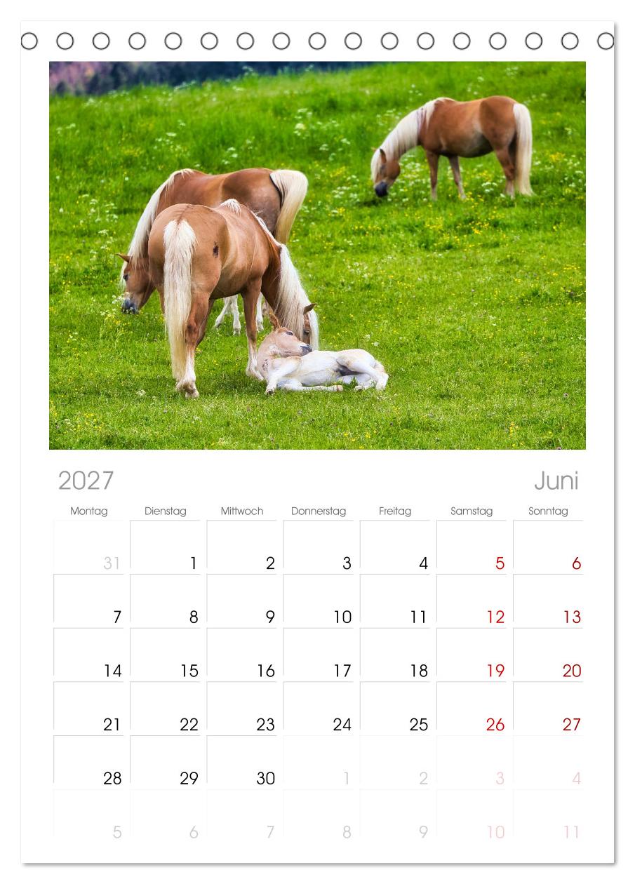 Haflinger im Thüringer Wald