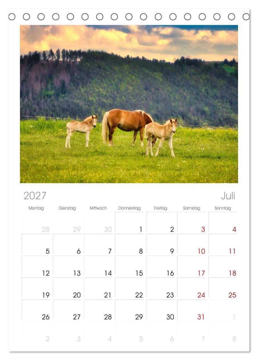 Haflinger im Thüringer Wald