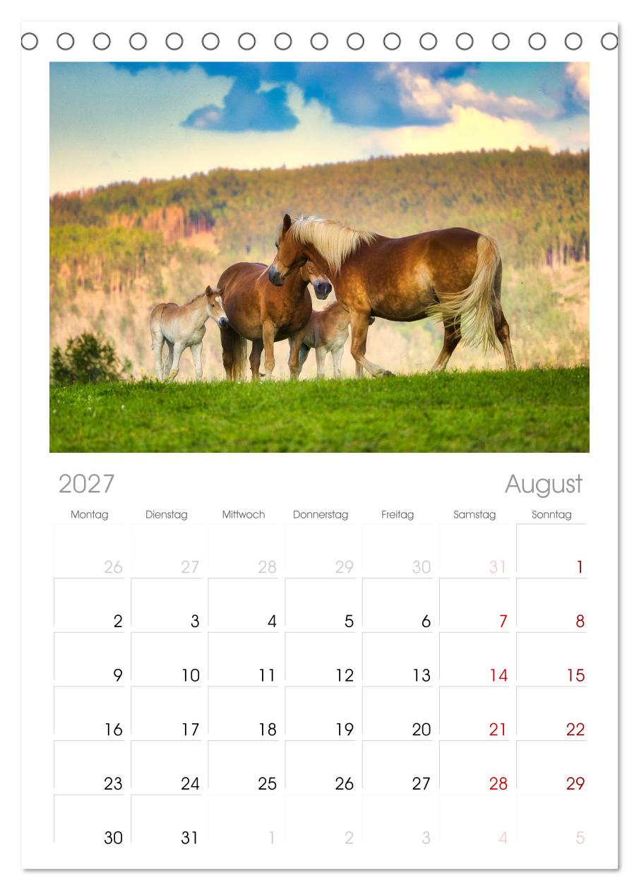 Haflinger im Thüringer Wald