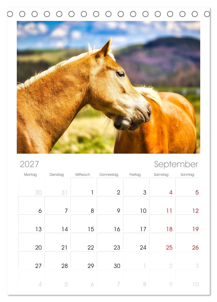 Haflinger im Thüringer Wald