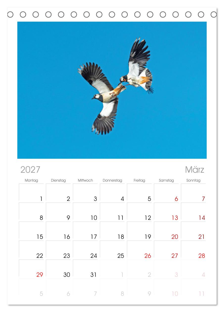 Vögel in unserer Heimat: Kiebitz, Wiedehopf und Turteltaube