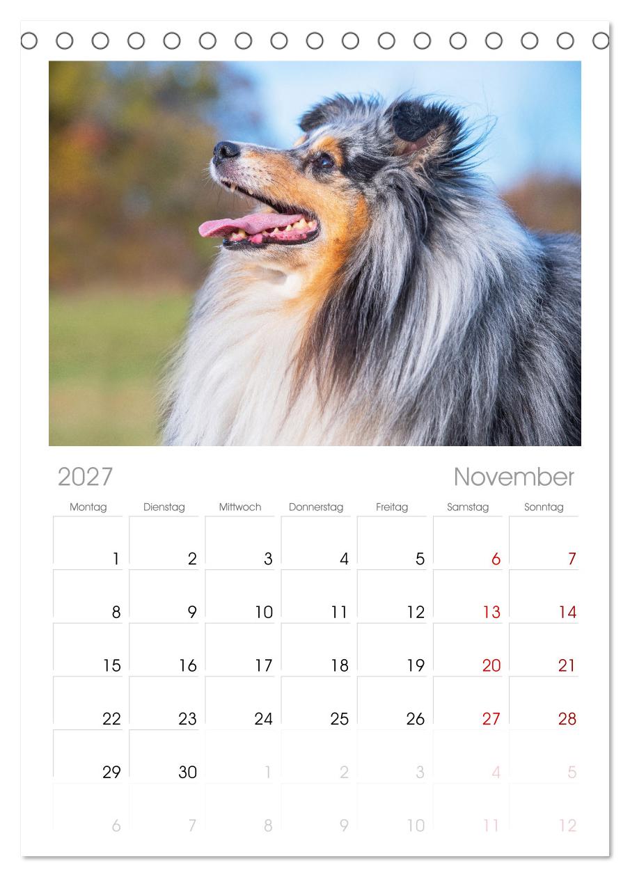 Britische Hütehunde - Treue Freunde auf vier Pfoten