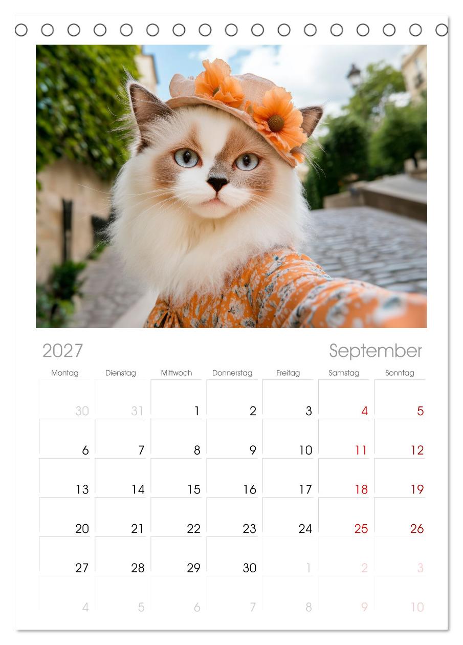 KATZEN-SELFIES Tierische Reiselust