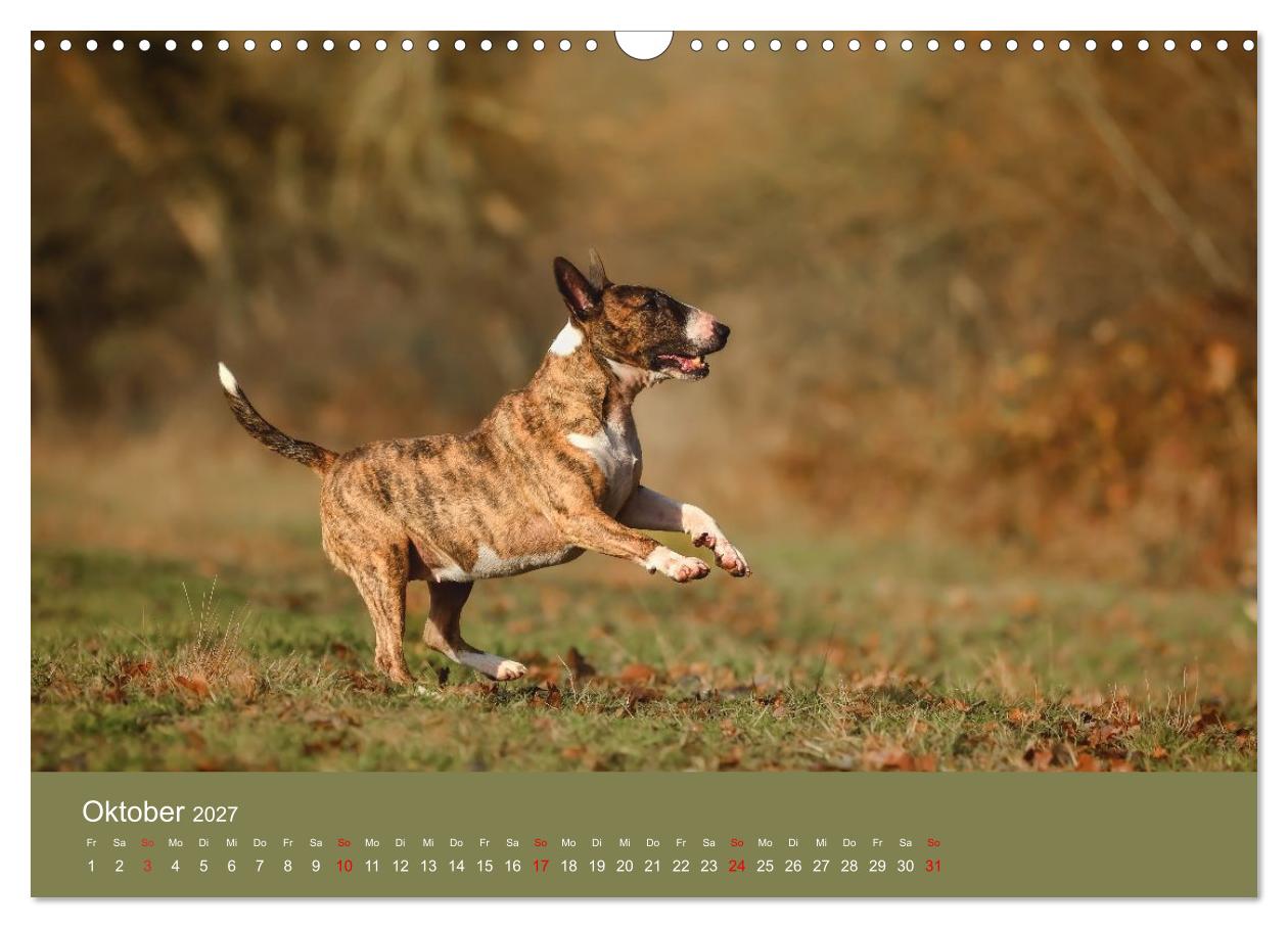 Bullterrier - freche und charmante Powerpakete