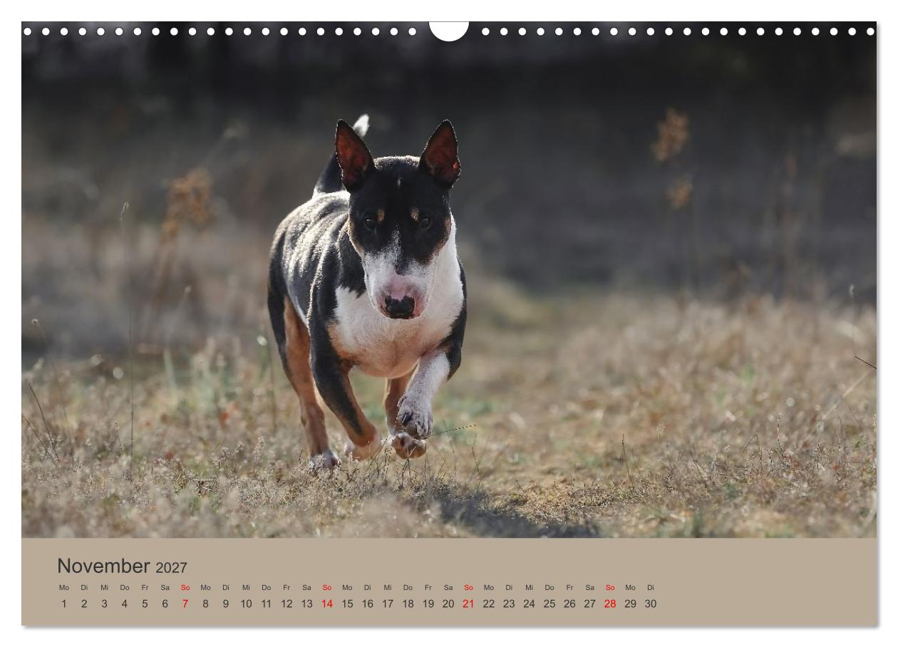 Bullterrier - freche und charmante Powerpakete