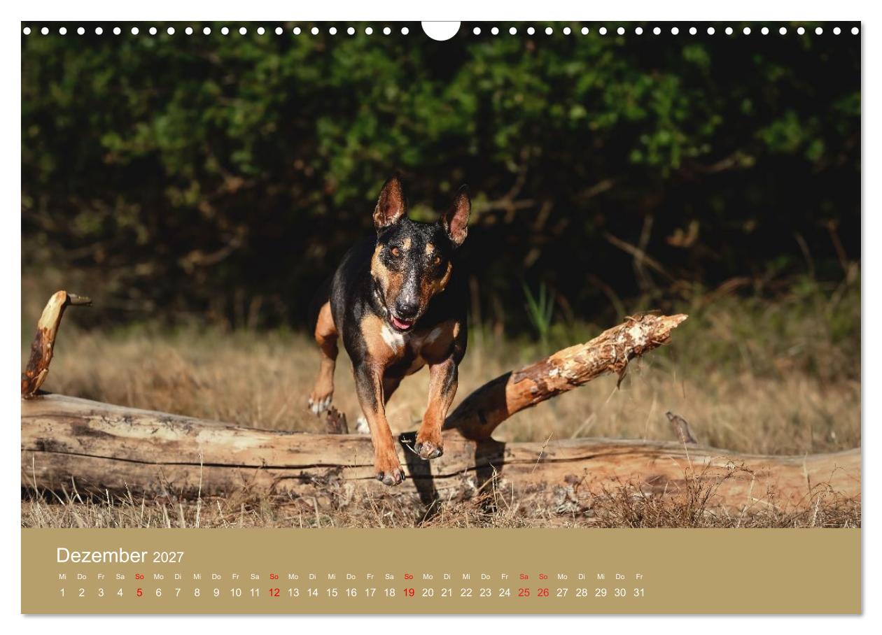 Bullterrier - freche und charmante Powerpakete