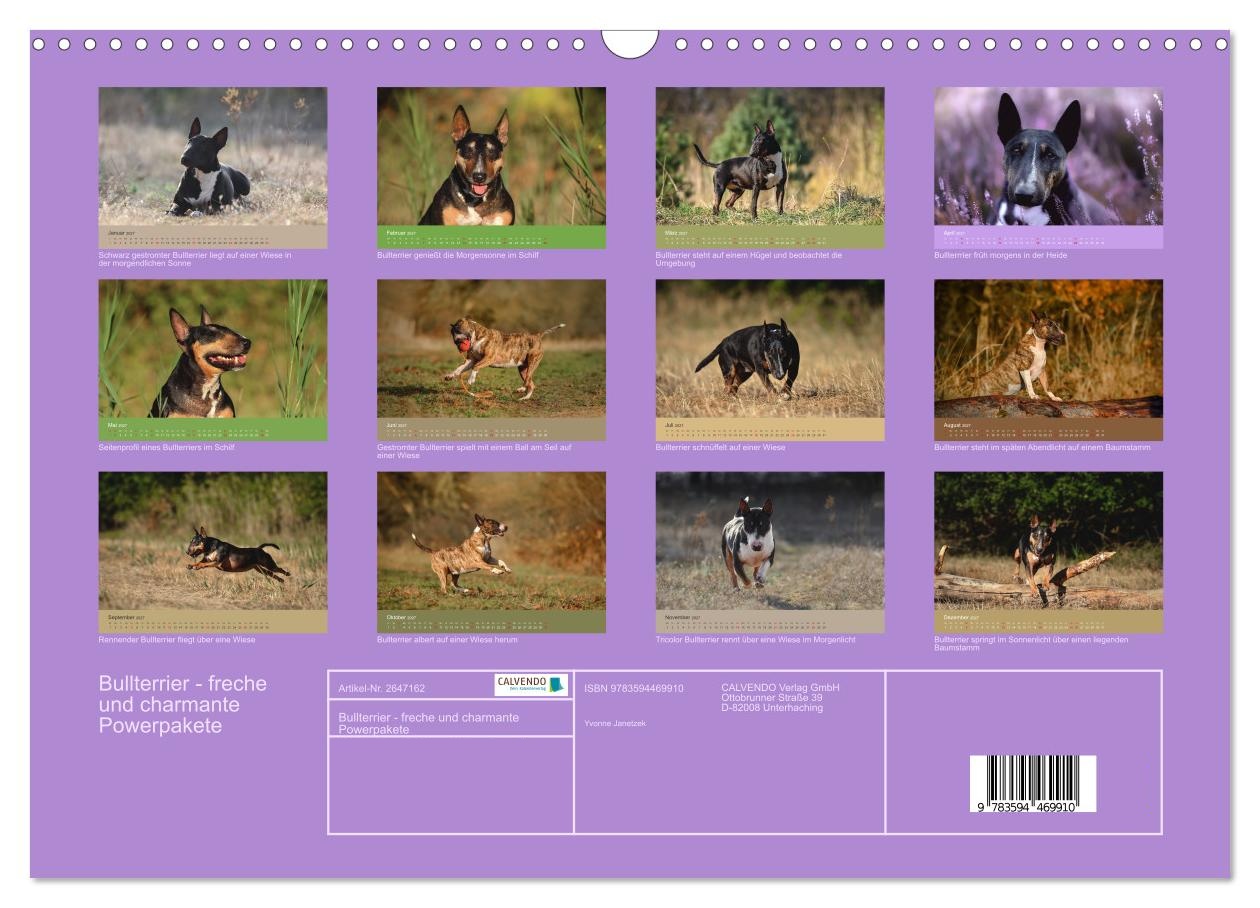 Bullterrier - freche und charmante Powerpakete
