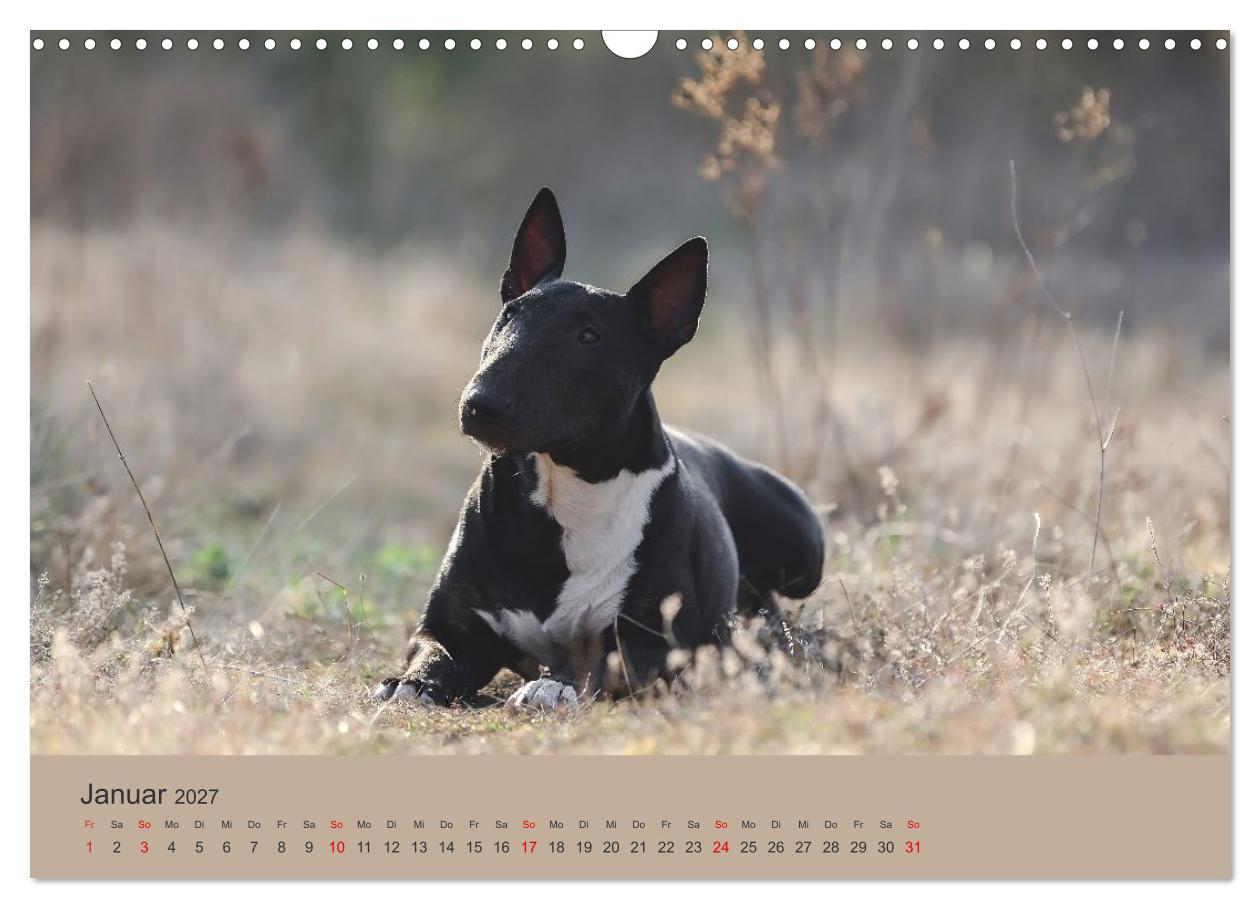 Bullterrier - freche und charmante Powerpakete