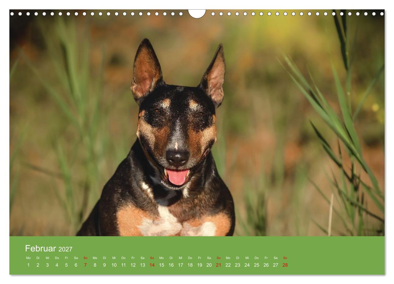 Bullterrier - freche und charmante Powerpakete