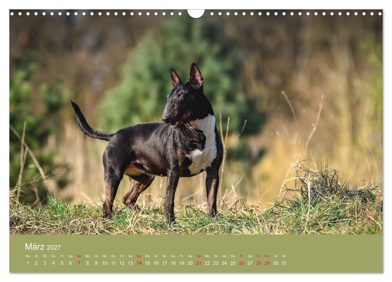 Bullterrier - freche und charmante Powerpakete