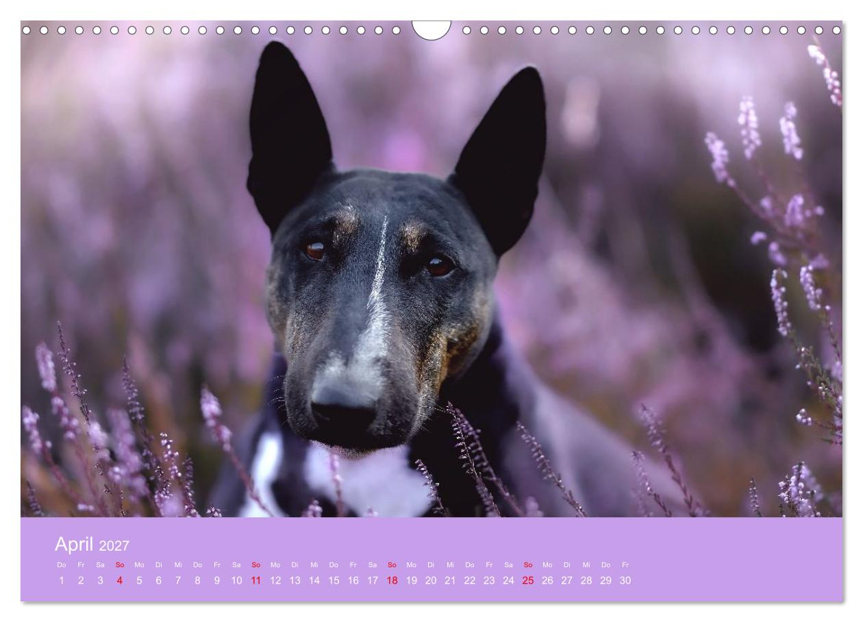 Bullterrier - freche und charmante Powerpakete