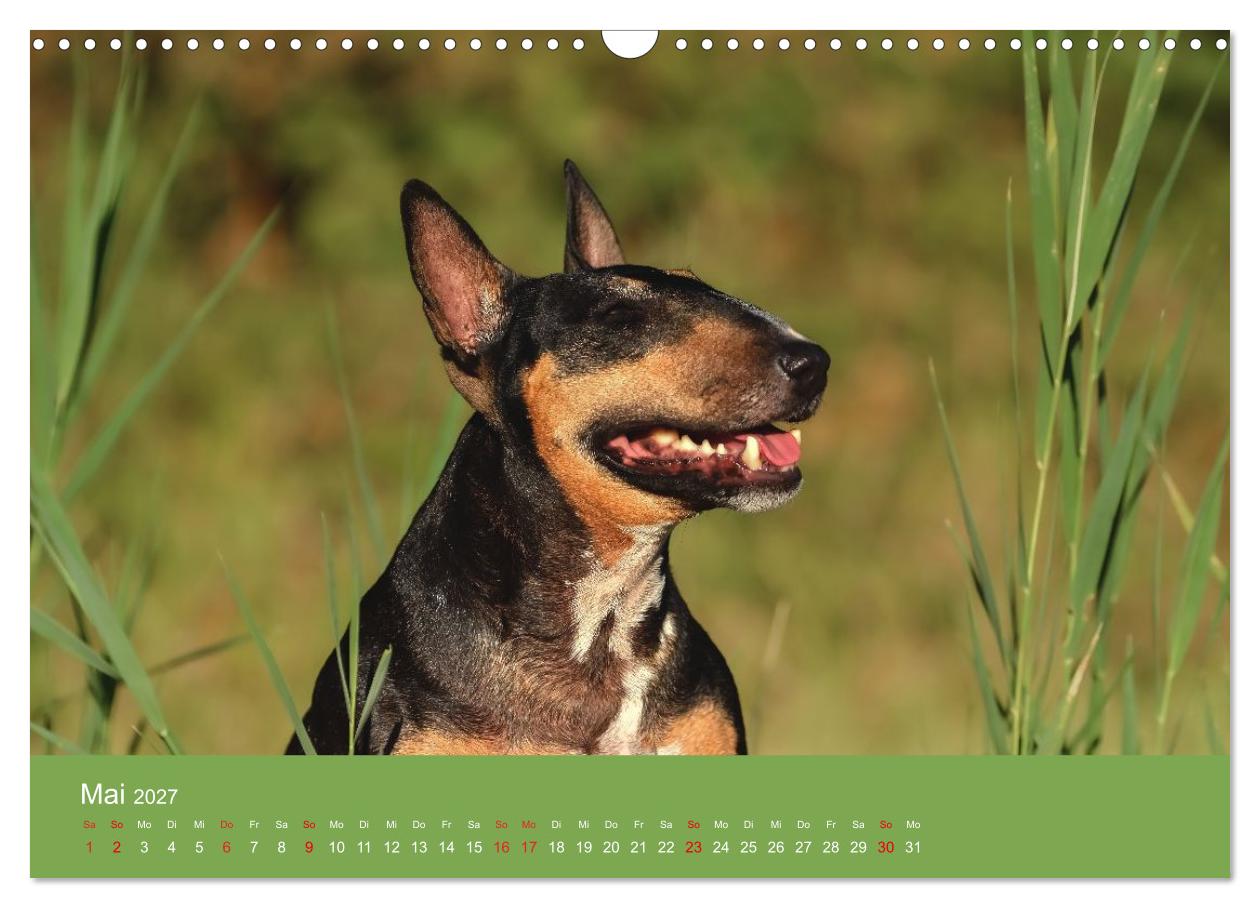 Bullterrier - freche und charmante Powerpakete
